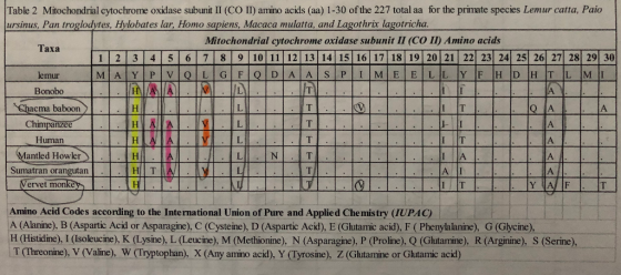 . S . FEE Table 2 Mitochondrial cytochrome oxidase subunit II (CO II) amino acids (aa) 1-30 of the 227 total aa for the prima