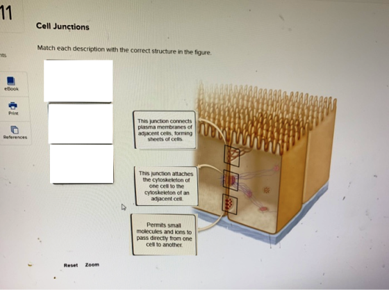 Cell Junctions Match each description with the correct structure in the figure. eBook AMARAAN Print This junction connects pl