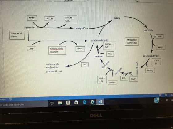 NAD NADH NADH t citrate acetyl-CoA isocitrate Citric Acid Cycle ATP oxaloacetic acid NADH + NAD ATP NAD reaction FAD malate α ketogluterate ADP Pi amino acids nucleotides glucose (liver) CO, FADH CO NAD ADP + Pi e web and Windows DOLL