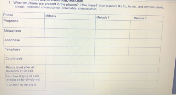 HILMIUSIS AND MEIOSIS 1. What structures are present in the phases? How many? (Use numbers like 2n, 1n, etc., and terms like