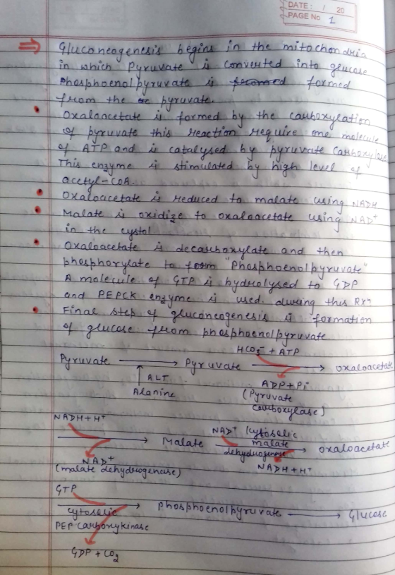 DATE: / 20 PAGE NO 1 2Uce Gluconeogenesis begins in the mitochondre in which pyruvate i converted into your Phosphoenol byruv