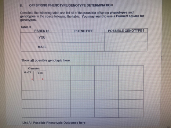 II. OFFSPRING PHENOTYPE/GENOTYPE DETERMINATION Complete the following table and list all of the possible offspring phenotypes
