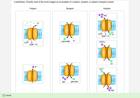 a membrane. Classify each of the seven images as an example of a uniport, symport, or antiport transport system. Uniport Symp