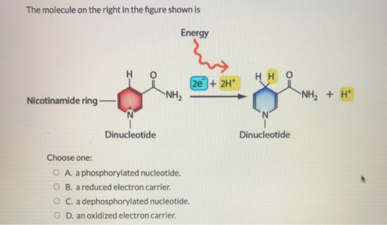 The molecule on the right in the figure shown is Energy H o Hно 2e + 2H+ NH2 Nicotinamide ring -NH, + H+ N N Dinucleotide Din