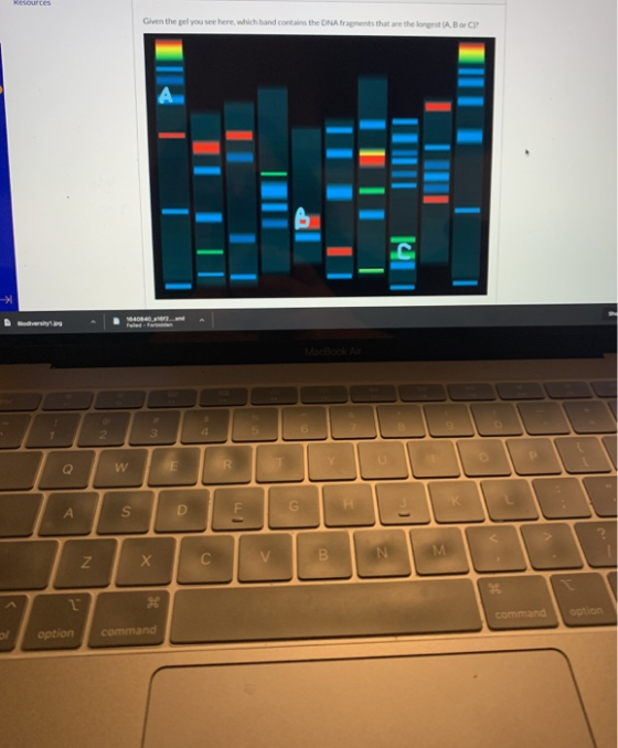 Resources Given the gel you see here, which band contains the DNA fragments that are the longest AB or C) 16401401012 2 3 W E