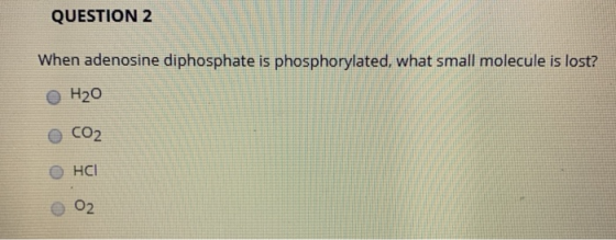 QUESTION 2 When adenosine diphosphate is phosphorylated, what small molecule is lost? H20 CO2 HCI 02