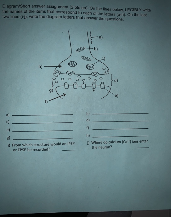 Diagram/Short answer assignment (2 pts ea) On the lines below, LEGIBLY write the names of the items that correspond to each o