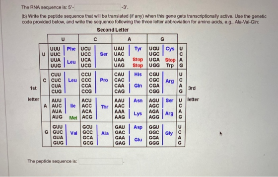 The RNA sequence is: 5- -3. (b) Write the peptide sequence that will be translated (if any) when this gene gets transcriptio