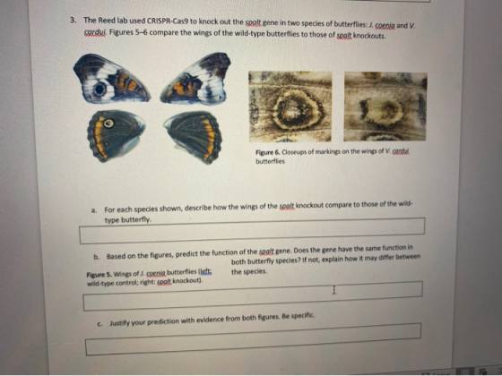 3. The Reed lab used CRISPR-Cas9 to knock out the spalt.gene in two species of butterflies: I. coenig and V. cardui. Figures