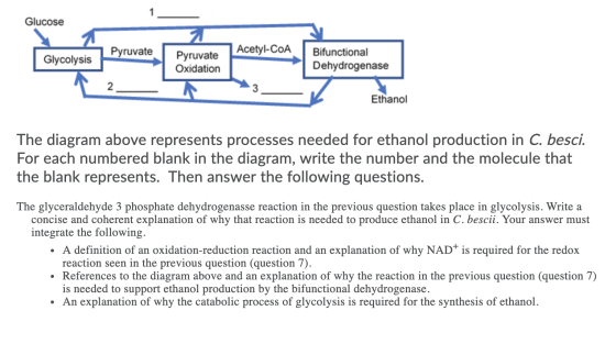 Glucose Pyruvate Acetyl-CoA Glycolysis Pyruvate Oxidation Bifunctional Dehydrogenase Ethanol The diagram above represents pro