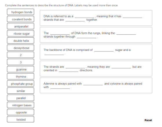 Complete the sentences to describe the structure of DNA. Labels may be used more than once hydrogen bonds DNA is referred to as a strands that are , meaning that it has covalent bonds together. antiparallel ribose sugar double helix deoxvribose The strands together through of DNA form the rungs, linking the The backbone of DNA is comprised of sugar and a The strands are oriented in , meaning they are but are guanine thymine phosphate group similar directions Adenine is always paired with with and cytosine is always paired parallel nitrogen bases opposite twisted Reset