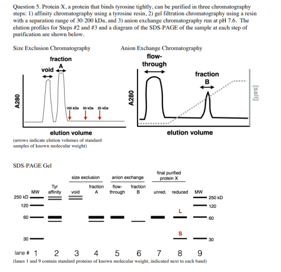 Question 5. Protein X, a protein that binds tyrosine tightly, can be purified in three chromatography steps: 1) affinity chromatography using a tyrosine resin, 2) gel filtration chromatography using a resin with a separation range of 30-200 kDa, and 3) anion exchange chromatography run at pH 7.6. The elution profiles for Steps #2 and #3 and a diagram of the SDS-PAGE of the sample at each step of purification are shown below Size Exclusion Chromatography Anion Exchange Chromatography flow- through fraction fraction 150 kDa 50 kDa 25 kDa elution volume elution volume (arrows indicate elution volumes of standard samples of known molecular weight) SDS-PAGE Gel final purified protein X size exclusionanion exchange fraction f fraction A through B Mw affinity void unred. reduced MW 250 kD 120 120 60 30 lane#1 2 3 4 5 6 7 8 9 (lanes 1 and 9 contain standard proteins of known molecular weight, indicated next to each band)