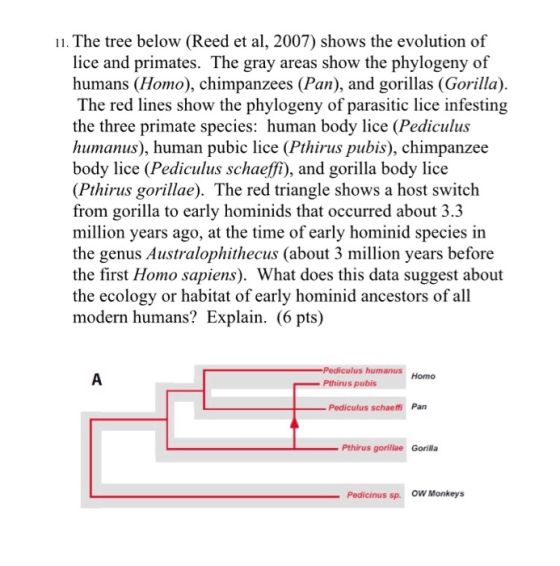 11. The tree below (Reed et al, 2007) shows the evolution of lice and primates. The gray areas show the phylogeny of humans (