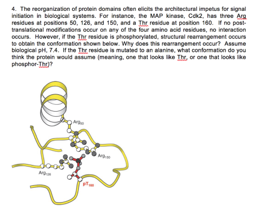4. The reorganization of protein domains often elicits the architectural impetus for signal initiation in biological systems. For instance, the MAP kinase, Cdk2, has three Arg residues at positions 50, 126, and 150, and a Thr residue at position 160. If no post- translational modifications occur on any of the four amino acid residues, no interaction occurs. However, if the Thr residue is phosphorylated, structural rearrangement occurs to obtain the conformation shown below. Why does this rearrangement occur? Assume biological pH, 7.4. If the Thr residue is mutated to an alanine, what conformation do you think the protein would assume (meaning, one that looks like Thr, or one that looks like phosphor-Thr)? Arg50 Arg150 Arg126 pT160