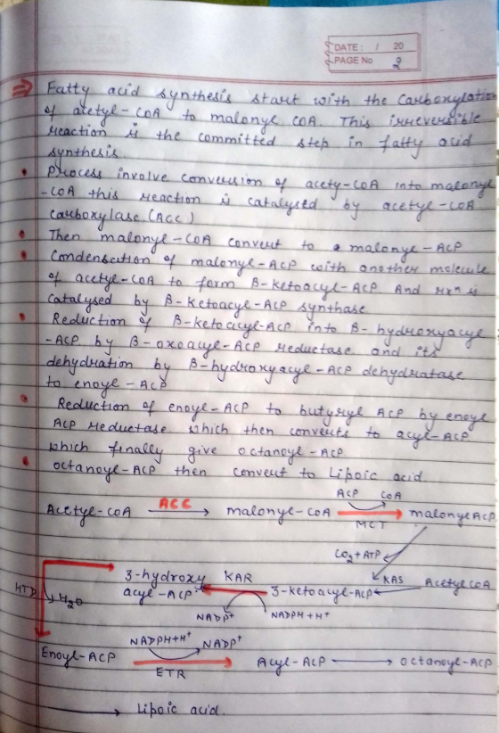DATE: / PAGE NO Po 2 fatty acid synthesis start with the carbonylate of acetyl-CoA to malonye con. This irreversible reaction