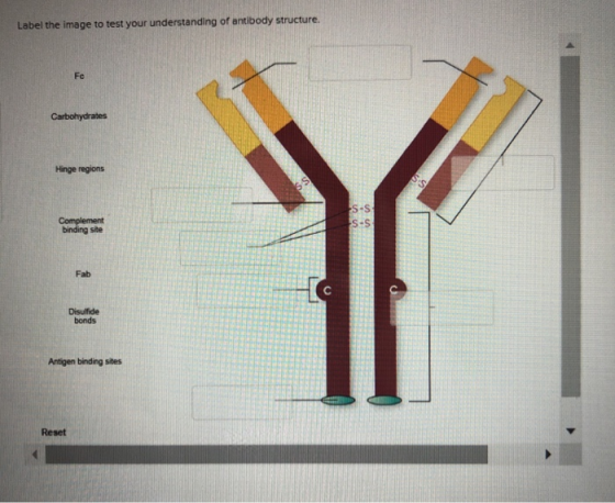 Label the image to test your understanding of antibody structure Fc Hinge regions Complement binding site S-S Fab Disulfide b