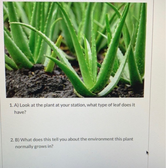 1. A) Look at the plant at your station, what type of leaf does it have? 2.B) What does this tell you about the environment t