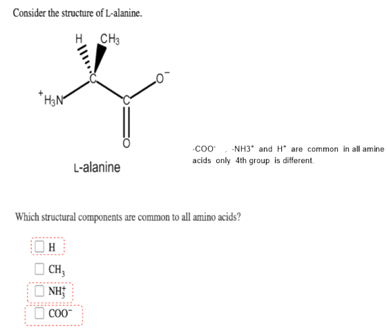 Consider the structure of L-alanine. CH3 -COO -NH3and Ht are common in all amine acids only 4th group is different, L-alanine