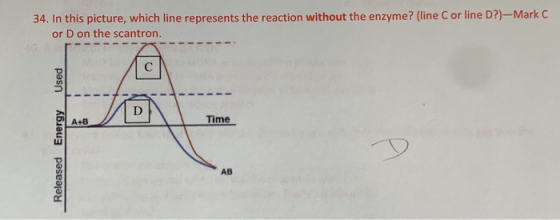 34. In this picture, which line represents the reaction without the enzyme? (line C or line D?)--Mark C or D on the scantron.