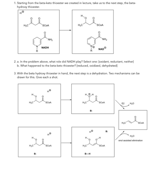 1. Starting from the beta-keto thioester we created in lecture, take us to the next step, the beta- hydroxy thioester. NADH N