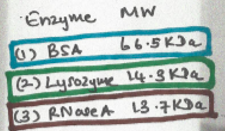 Enzyme MW 02 BSA 66-5K) (2) Lysozyme 14.3 Ra (3) RNase A 13.732
