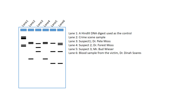 Lane1 Lane2 Lane3 Lane4 Lane 6 Lane 5 Lane 1: A Hindill DNA digest used as the control Lane 2: Crime scene sample Lane 3: Sus