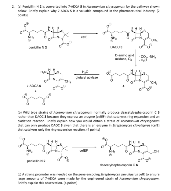 2. (a) Penicillin N 2 is converted into 7-ADCA 5 in Acremonium chrysogenum by the pathway shown below. Briefly explain why 7-