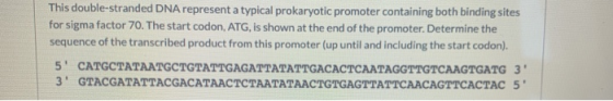 This double-stranded DNA represent a typical prokaryotic promoter containing both binding sites for sigma factor 70. The star