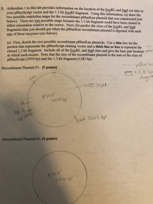 2 Addendum 1 to this lab provides information on the location of the EcoRI, and Sspl cut sites in your BlueScript vector and