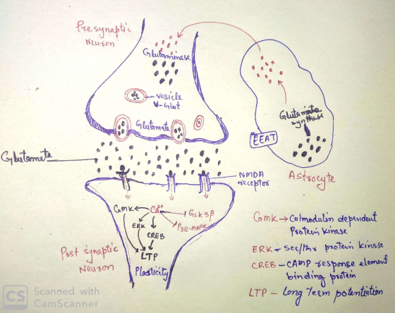 Presynaptic Neuson Gluforminese a vesicle Glut Glutemite NMDA recentos Astrocyte Kalo ERK APK (CREB Post synaptic TP Camk → C