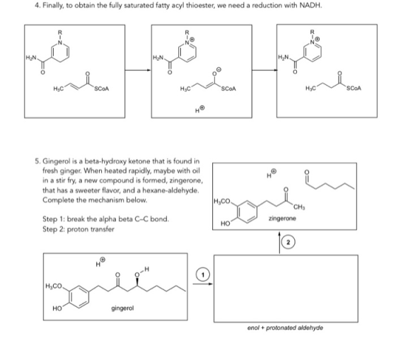 4. Finally, to obtain the fully saturated fatty acyl thioester, we need a reduction with NADH. TH₂N HCV SCOA H₃C SCOA H.C 5.