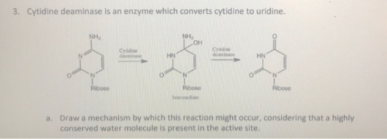 3. Cytidine deaminase is an enzyme which converts cytidine to uridine. NH, CHOH Cysdi deaminase Cytidine deminase HN HN Ribos