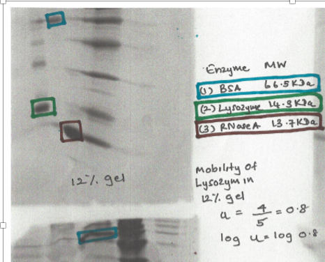 Enzyme MW 02 BSA 26.5k (2) Lysozyme 14.3ka (3) R Nave A 13.732 12%. gel mobility of Lysozymin 12.7 gel a = 120.8 log u= log o