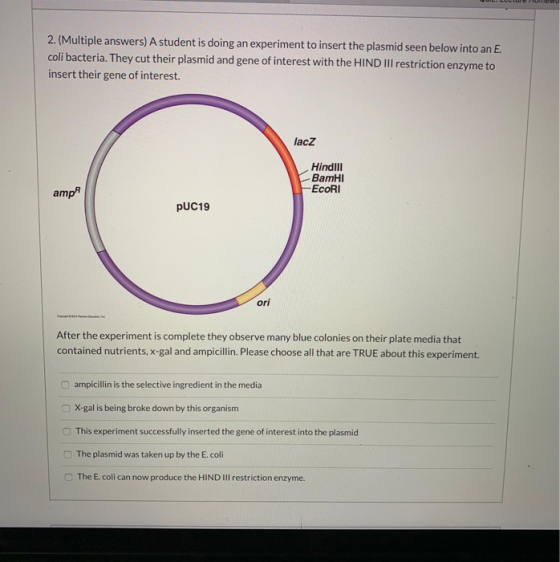 2. (Multiple answers) A student is doing an experiment to insert the plasmid seen below into an E. coli bacteria. They cut th