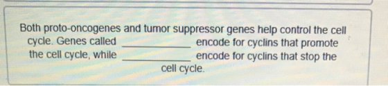 Both proto-oncogenes and tumor suppressor genes help control the cell cycle. Genes called encode for cyclins that promote the