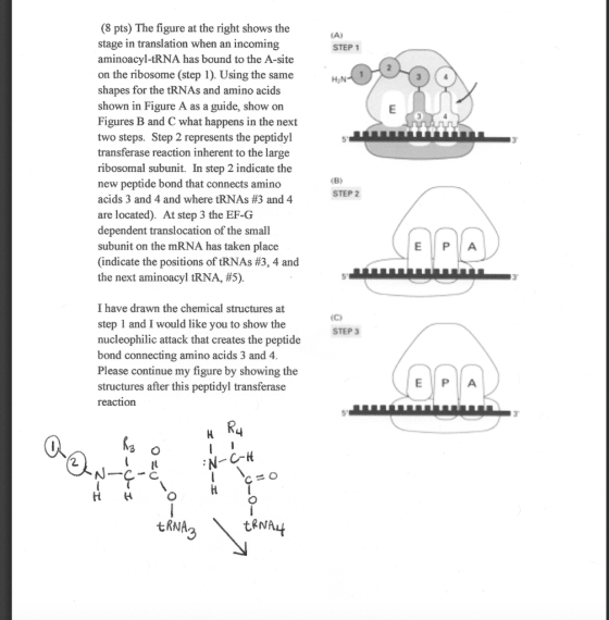 STEP 1 HN-1 (8 pts) The figure at the right shows the stage in translation when an incoming aminoacyl-tRNA has bound to the A