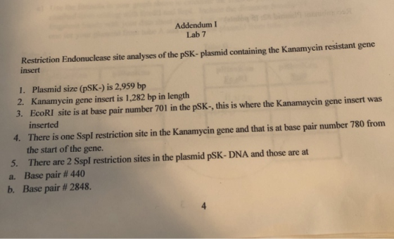Addendum Lab 7 Restriction Endonuclease site analyses of the PSK-plasmid containing the Kanamycin resistant gene insert 1. Pl