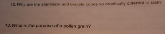 12. Why are the staminate and ovulate cones so drastically different in size! 13. What is the purpose of a pollen grain?