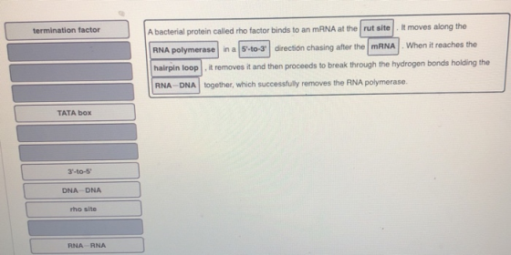 termination factor A bacterial protein called rho factor binds to an mRNA at the rut site it moves along the RNA polymerase i