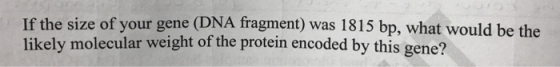 If the size of your gene (DNA fragment) was 1815 bp, what would be the likely molecular weight of the protein encoded by this