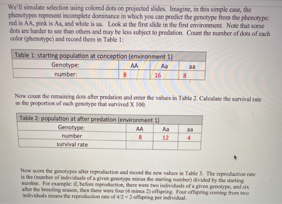 Well simulate selection using colored dots on projected slides. Imagine, in this simple case, the phenotypes represent incom