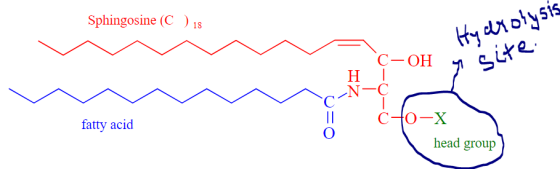 Sphingosine (C ) 18 c-OH . Hydrolysis y site y SL Η Ι -N-C 2-0- fatty acid head group
