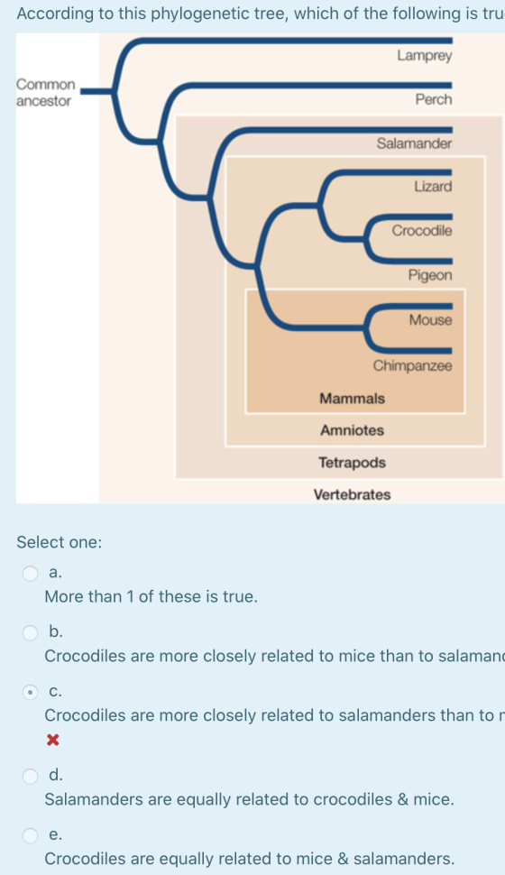 According to this phylogenetic tree, which of the following is tru Lamprey Common ancestor Perch Salamander Lizard Crocodile