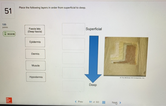 Place the following layers in order from superficial to deep 1.66 points Fascia lata (Deep fascia) Superficial 2 00:22:58 Epi