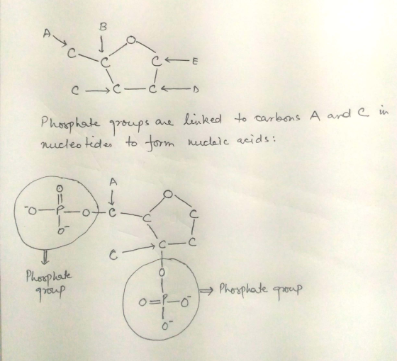 nucleo kdto m huclalc acids: