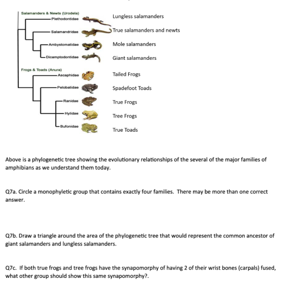 Salamanders & Newts (Urodela) Plethodontidae Lungless salamanders Salamandridae True salamanders and newts -Ambystomatidae Mo