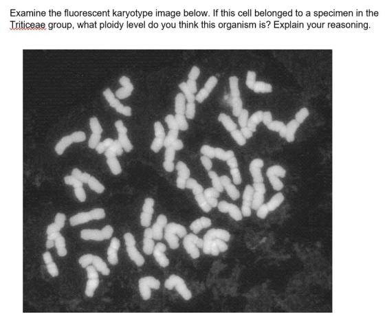 Examine the fluorescent karyotype image below. If this cell belonged to a specimen in the Triticeae group, what ploidy level