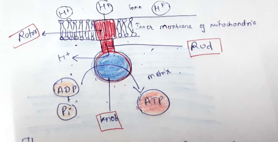 Gif H inna H innen membrane of mitochondria T pod matrix