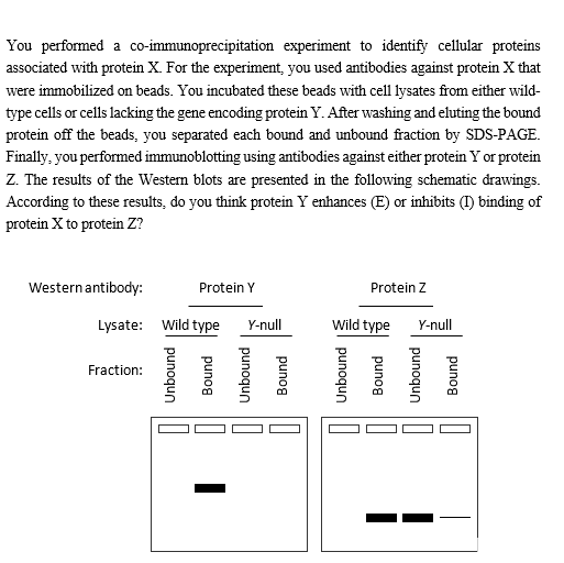You performed a co-immunoprecipitation experiment