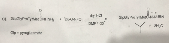 dry HCI GipGlyProTyrMetC-N-N N c) GlpGlyProTyrMet CNHNH + Bu-O-N O DMF 30 +2H20 Glp pyroglutamate